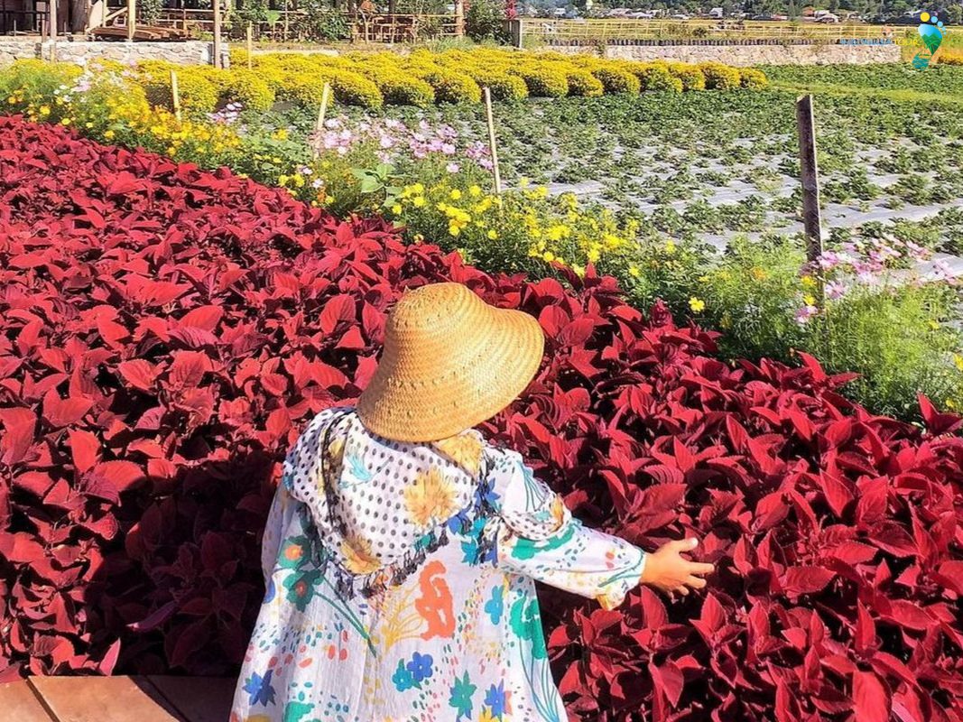 Taman bunga stroberi dengan pesonanya yang menawan